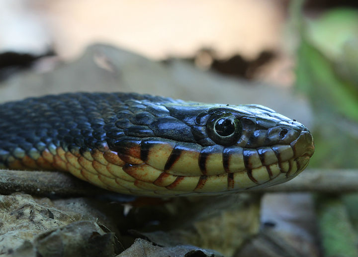 Plainbelly Water Snake